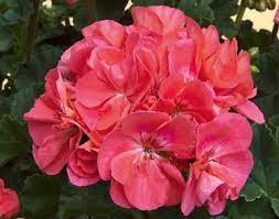 Moonlight Greco Pelargonia Zonale Flower Fairy Berry Fairy Berries Love Flowers Flowers