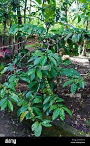 Image result for Coffea canephora