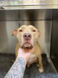 What to do if your dog is stung by a bald-face hornet?