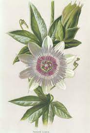 Passion Flower Antique Lithograph Flower Art Print 1898 Etsy Flower Art Botanical Prints Flower Prints Art