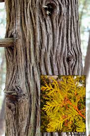 It has lustrous green, fragrant leaves, which cover the trunk from. Northern White Cedar Naturally Curious With Mary Holland