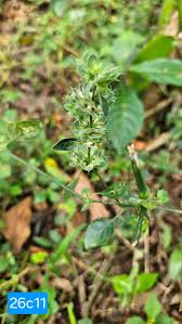 Image result for Dicliptera verticillata