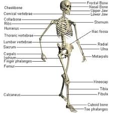 Major bones of the body. Hey Guys What S Going On Human Skeletal System Skeletal System Human Body Systems