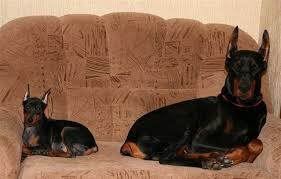 Problems can come up when you have two unneutered males in the house, but it is definitely possible for these two dogs to get along. Doberman And Mini Pin Doberman Beautiful Dogs Miniature Pinscher Puppy