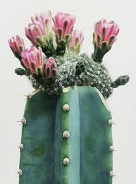 Vehicles, safety signs, shop fronts, banners, a.frames, flags, real estate signage, business cards. 100 Best Cactus Ideas Cactus Planting Flowers Plants