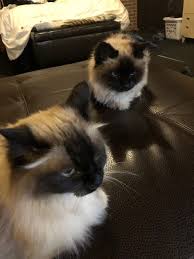 The points are their ears, tail so, a blue lynx bicolor ragdoll, blue bicolor ragdoll cat, blue colorpoint ragdoll, blue point bicolor ragdoll, and blue mink bicolor ragdoll all. Seal Point Ragdoll Cats Mitted Colorpoint Lynx And Bicolor