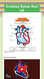 In this worksheet, we will practice identifying and describing the main parts of the circulatory system. Circulatory System Heart Lab Interactive Worksheet By Yvonne Parker Wizer Me