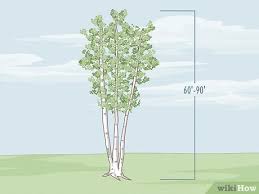Paper birch is often one of the first species to colonize a burned area within the northern latitudes, and is an important species for moose browsing. How To Identify Different Species Of Birch Trees With Pictures
