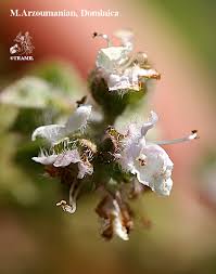 Image result for Ocimum fimbriatum