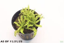 Image result for Pogostemon rogersii