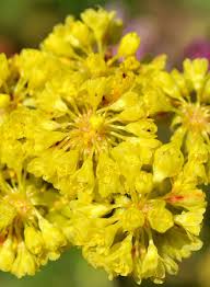 Image result for Thesium singulare