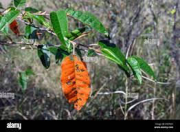 Image result for Croton dichogamus