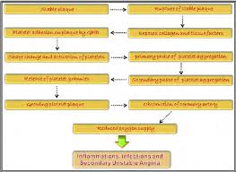 flow chart illustrating the role of platelets in thrombus