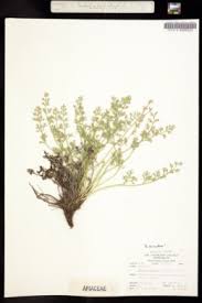 Image result for Afrosciadium rhodesicum