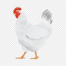 Check spelling or type a new query. Ayam Ayam Broiler Ayam Hen Peternakan Unggas Daging Galliformes Burung Wallpaper Desktop Png Pngwing