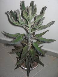 Image result for Bryophyllum