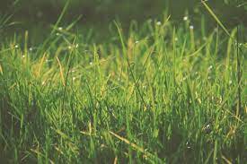 Check spelling or type a new query. Where To Find Good St Augustine Grass Seed How To Grow It Homesthetics Inspiring Ideas For Your Home