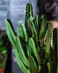 Have a look at your cactus closely, especially in regards to where the yellowing is taking place. Big Cactus Close Up 1369933 Stock Photo