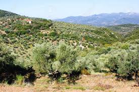 Koroneiki Olives Olive Grove In Kalamata Peloponnese Greece Stock Photo Picture And Royalty Free Image Image 95403274