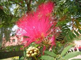 Image result for Calliandra haematocephala