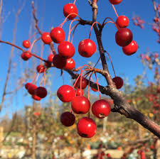 Check spelling or type a new query. Crabapples For Winter Interest Knecht S Nurseries Landscaping