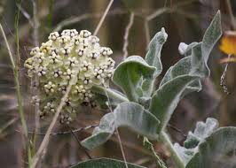 Image result for Lepidagathis eriocephala