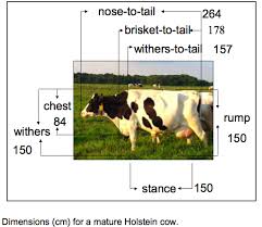 One of his cows was her pet. Http Www Obsidianfields Com Lj Fallingcow Pdf