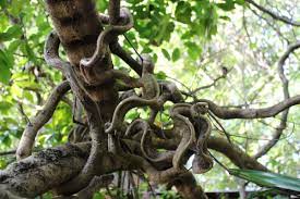 Ayahuasca Should You Do It Our Editor Dives In To Find Out Mountain Culture Group