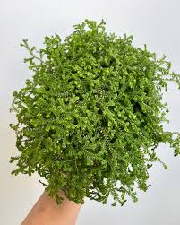 Image result for Selaginella kraussiana