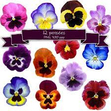 Watercolor Pansy Flower Clipart Watercolor Flowers Etsy Flower Clipart Pansies Flowers Pansies