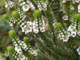 Image result for Kotschya imbricata