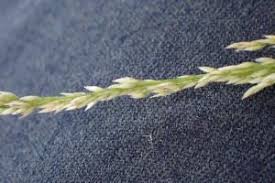 Image result for Sporobolus natalensis