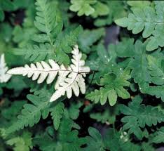 Image result for Cheilanthes inaequalis