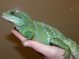 Maybe you would like to learn more about one of these? Chinese Water Dragon Facts And Pictures