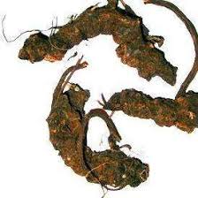 Image result for Alepidea amatymbica