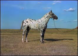 Sometimes this can result in leopard appaloosas that have spots covering. Appaloosa Horse The Portal To Texas History