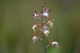 Image result for Eulophia caricifolia