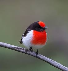 Australian Bird With Red Cheeks Pin On Birds Crows
