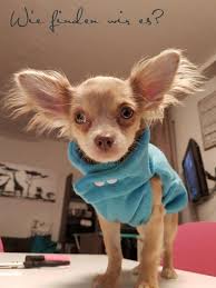 Check spelling or type a new query. Freebook Tutorial Schnittmuster Jacke Fur Hunde Welpenkleidung Hundemantel Schnittmuster Hunde Pullover