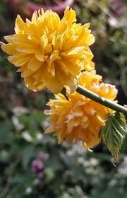 Image result for Kerria japonica