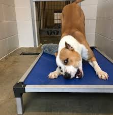 Forgotten Shelters Program Animal Rescue Aid