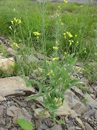 Image result for Brassica