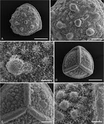 Image result for Isoetes schweinfurthii