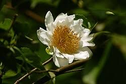 Image result for Oncoba