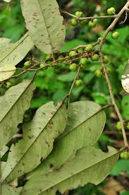 Image result for Cleistanthus