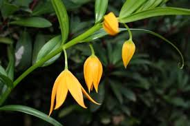 Image result for Littonia modesta