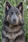 Cher Car Kennels - What is a Blue Shepherd?