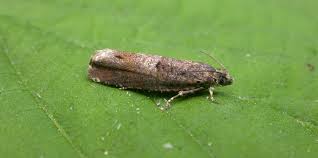 Image result for Telechrysis tripuncta