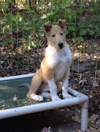 We occasionally have collie puppies in sable, tri, blue merle and sable merle that have eyes checked and are vet health certified. Akc Smooth Collie Puppy For Sale In Sophia North Carolina Classified Americanlisted Com