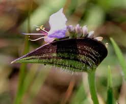 Image result for Commelina schweinfurthii